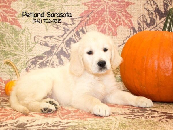 Golden Retriever DOG Male LT GLDN 23097 Petland Sarasota, Florida