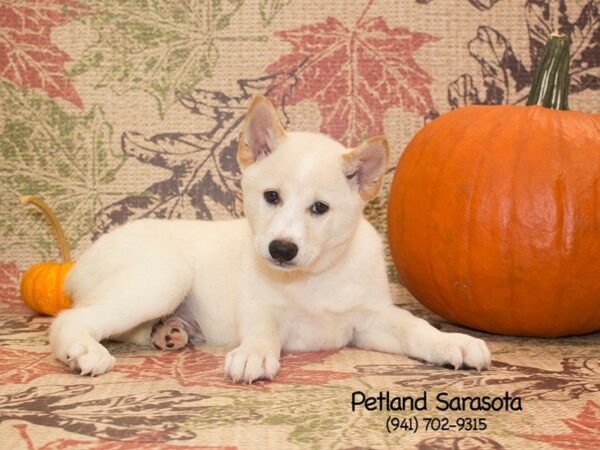 Shiba Inu-DOG-Male-cr-23108-Petland Sarasota, Florida