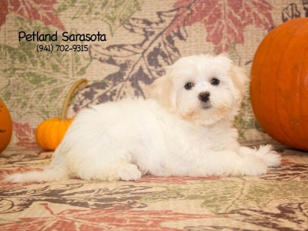 Maltese DOG Male White 23116 Petland Sarasota, Florida