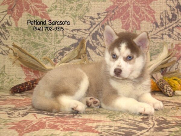 Pomsky-DOG-Male-RD & WH-23129-Petland Sarasota, Florida