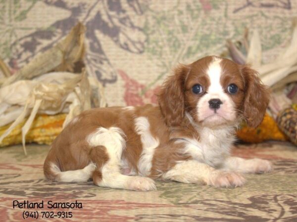 Cavalier King Charles Spaniel-DOG-Female-Blenheim-23138-Petland Sarasota, Florida