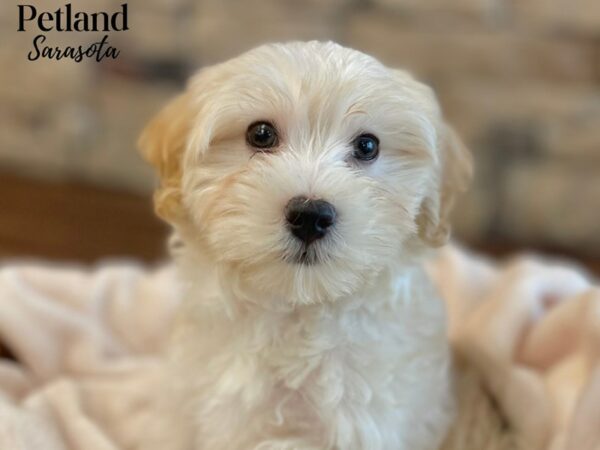 [#28537] Cream Male Maltipoo Puppies for Sale
