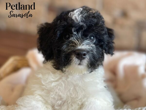 [#28548] Black & White, Prti Male Poodle Puppies for Sale