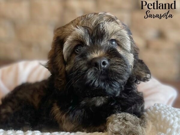 [#28563] Black & Tan Male Cockapoo Puppies for Sale