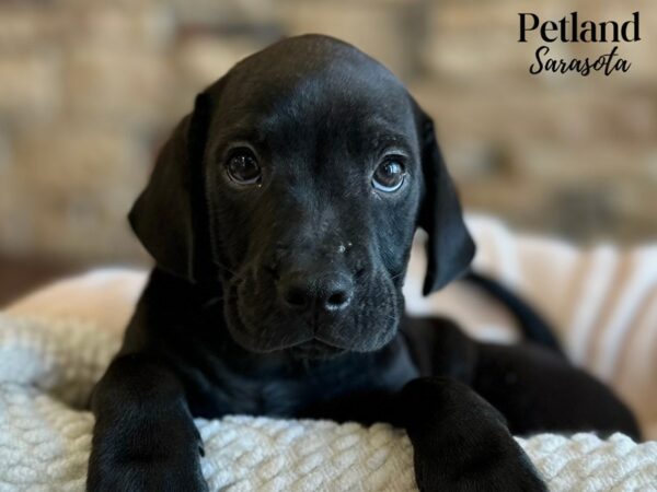 [#28589] Black Male Walrus Puppies for Sale