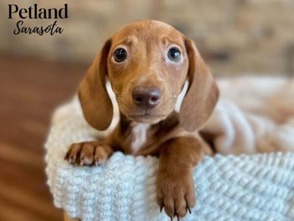 [#28608] wldbr Female Dachshund Puppies for Sale