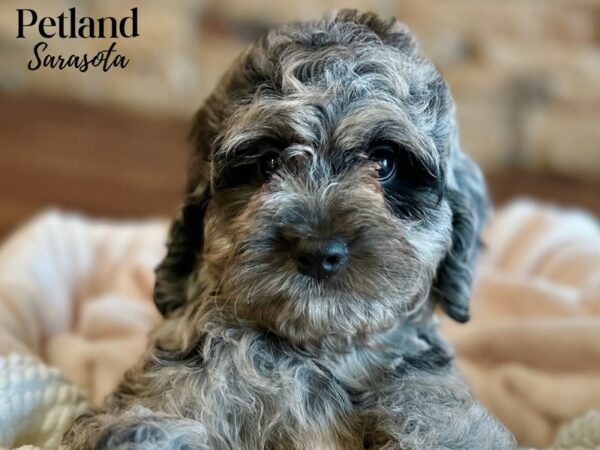[#28607] Blue Merle Male Cockapoo Puppies for Sale
