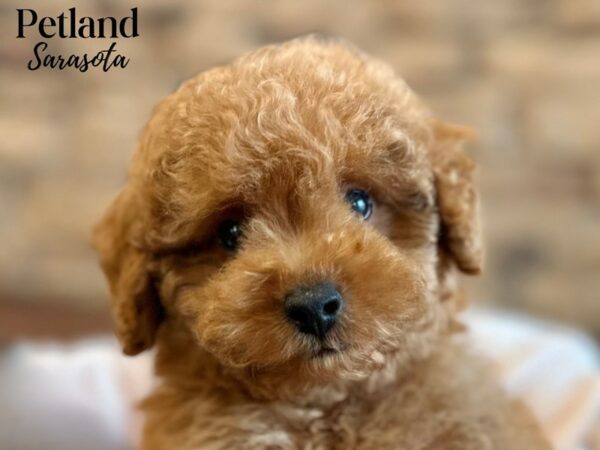 [#28616] Red Male Miniature Poodle Puppies for Sale