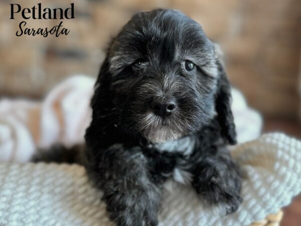 [#28639] Brindle Female Daisy Dog Puppies for Sale