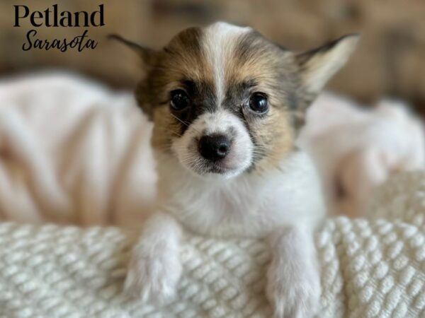 [#28636] Red White / Sable Female Papillon Puppies for Sale