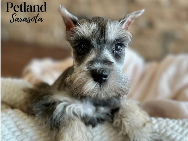 [#28635] Salt / Pepper Female Miniature Schnauzer Puppies for Sale