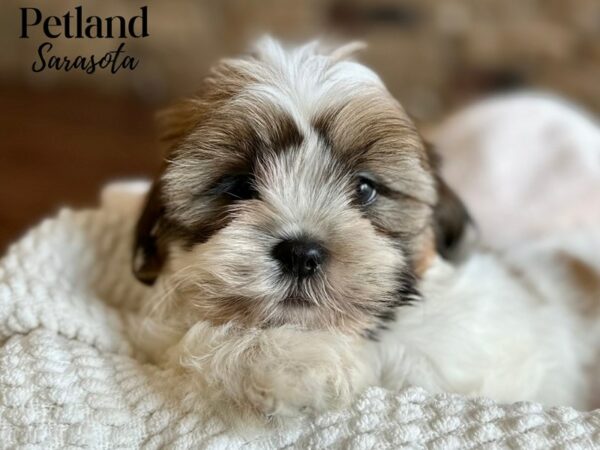 [#28637] Brown / White Male Shih Tzu Puppies for Sale