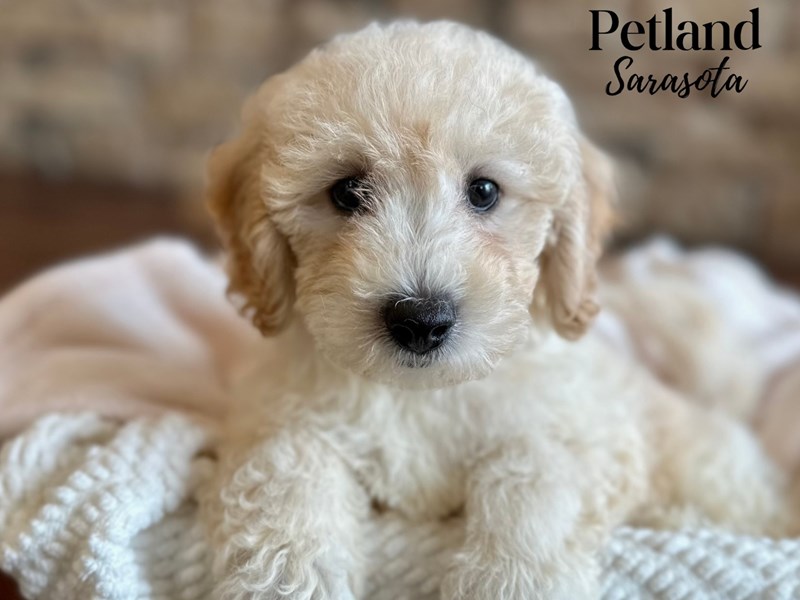 Bichapoo - 28627 Image #1