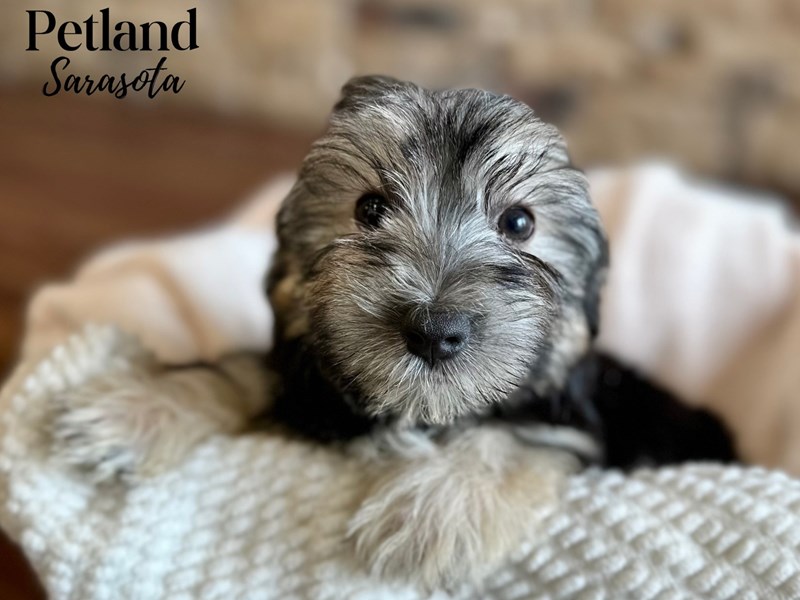 Morkie - 28629 Image #1