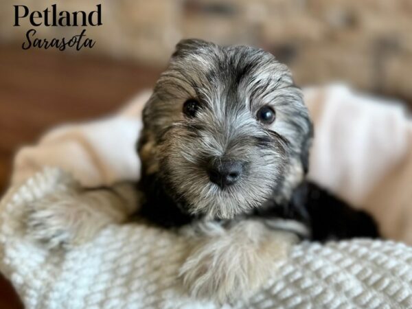 [#28629] Black / Tan Male Morkie Puppies for Sale