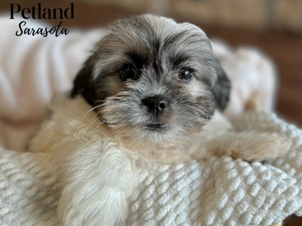 [#28626] Brown / White Female Teddy Bear Puppies for Sale