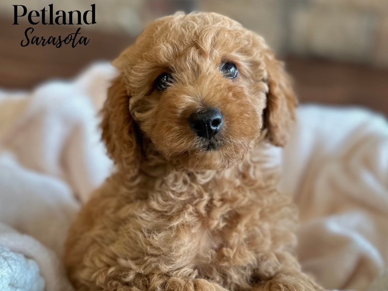 Goldendoodle Mini 2nd Gen - 28641 Image #1