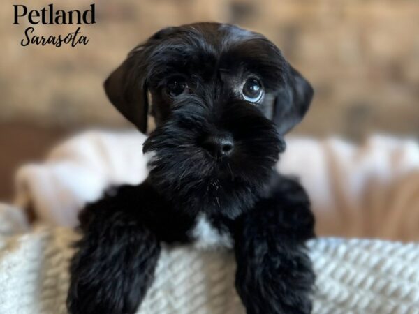 [#28656] Black Male Miniature Schnauzer Puppies for Sale