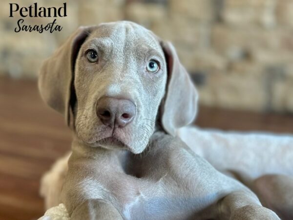 [#28644] Lilac Female Great Dane Puppies for Sale