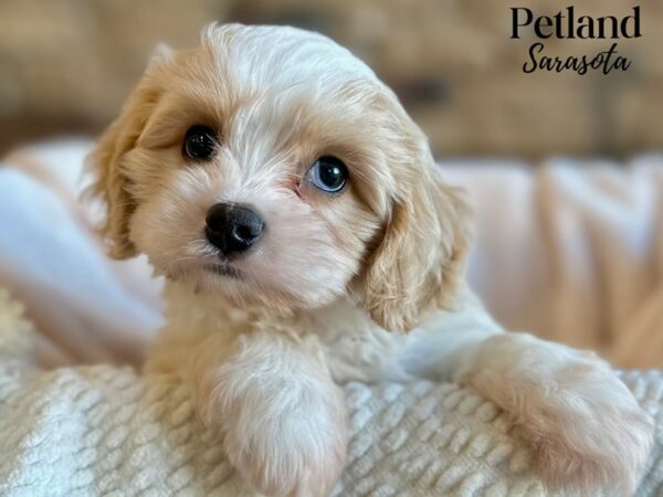 [#28658] Blenheim Male Cavachon Puppies for Sale