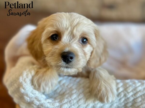 [#28659] Blenheim Female Cavachon Puppies for Sale