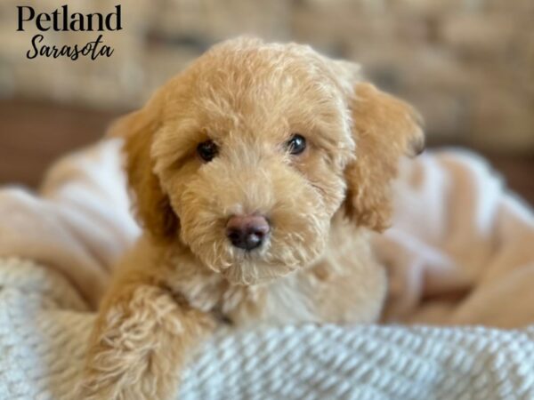 [#28662] Apct, wh mkgs Male Shihpoo Puppies for Sale