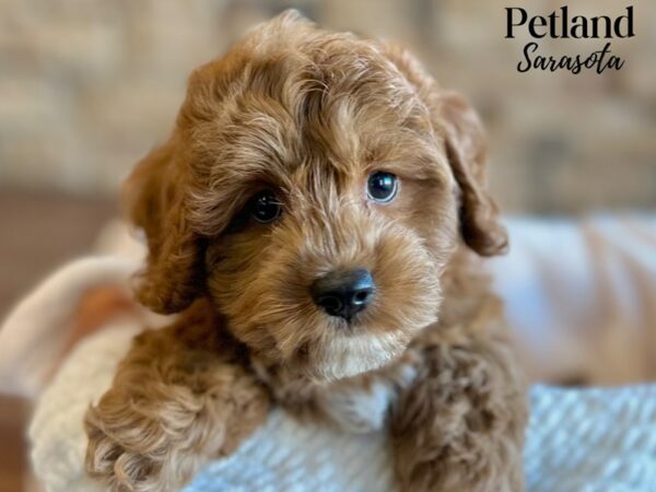 [#28661] Red Male Cavapoo Puppies for Sale