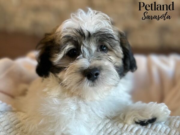 [#28657] Brown / White Male Teddy Bear Puppies for Sale