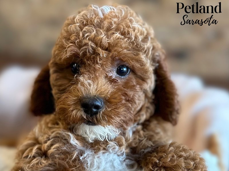 Cavapoo - 28651 Image #1