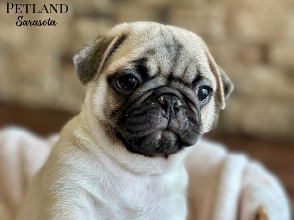[#28670] Fawn Male Pug Puppies for Sale