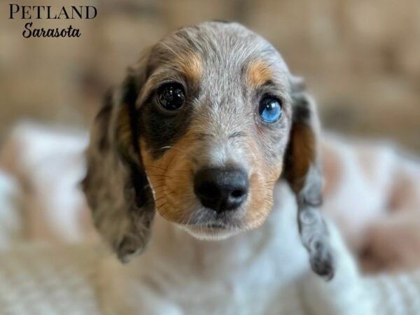 [#28667] White / Blue Female Dachshund Puppies for Sale