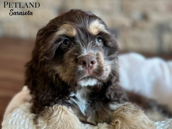 [#28666] Chocolate / Tan Female Cocker Spaniel Puppies for Sale