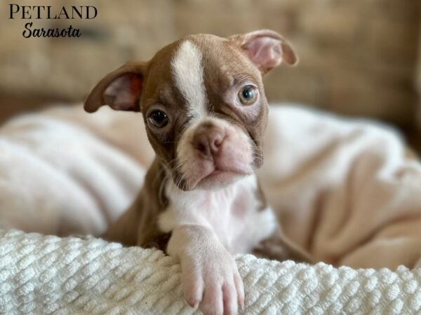 [#28664] Seal / White Female Boston Terrier Puppies for Sale