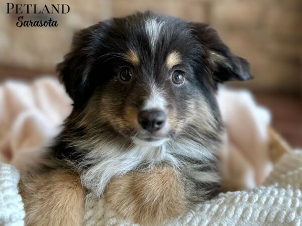 [#28663] Black Male Miniature Australian Shepherd Puppies for Sale