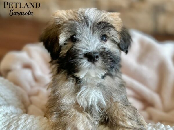 [#28669] Dark Sable Male Havanese Puppies for Sale