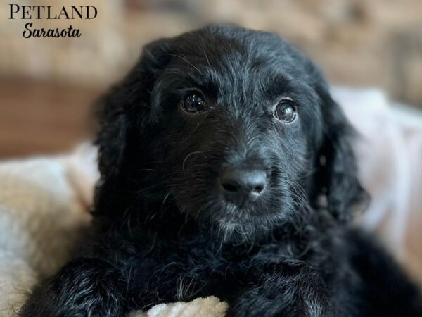 [#28682] Black Female Aussiepoo Puppies for Sale