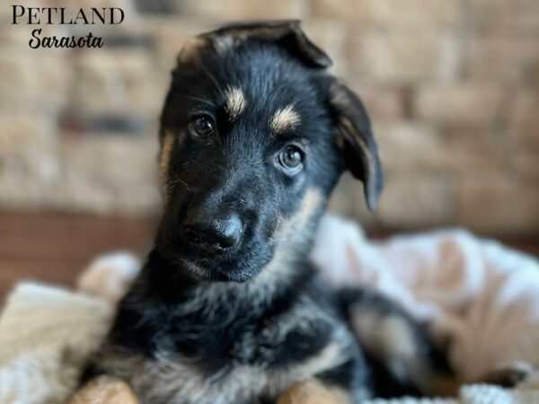 [#28681] Black / Tan Female German Shepherd Dog Puppies for Sale