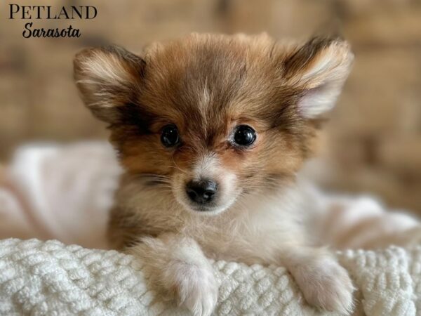 [#28676] Red Sable Female Pomeranian Puppies for Sale