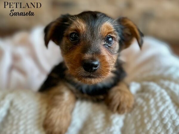 [#28678] Black / Tan Male Yorkshire Terrier Puppies for Sale