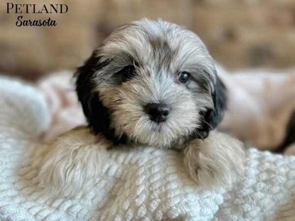 [#28673] Blue Merle Female Maltipoo Puppies for Sale