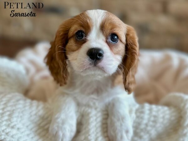 [#28674] Blenheim Male Cavalier King Charles Spaniel Puppies for Sale