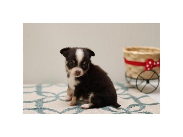 [#28684] Chocolate / White Male Chihuahua Puppies for Sale