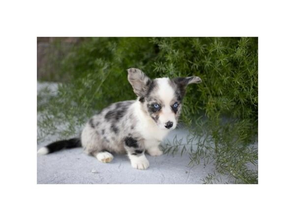 [#28683] Blue Merle Male Cardigan Welsh Corgi Puppies for Sale