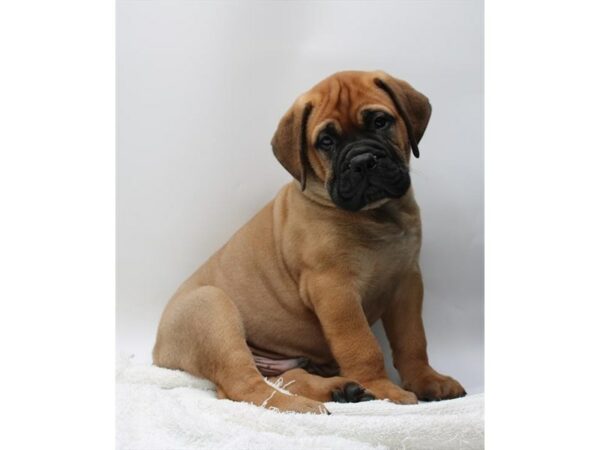 [#28689] Red Fawn Male Bullmastiff Puppies for Sale