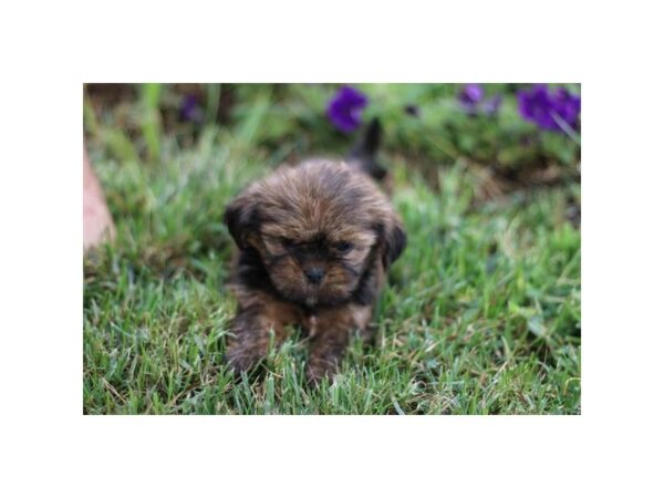 [#28685] Red Gold / White Female Lhasa Apso Puppies for Sale