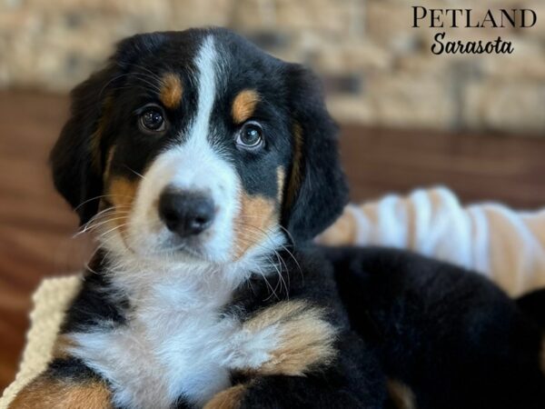[#28686] Tri-Colored Male Bernese Mountain Dog Puppies for Sale