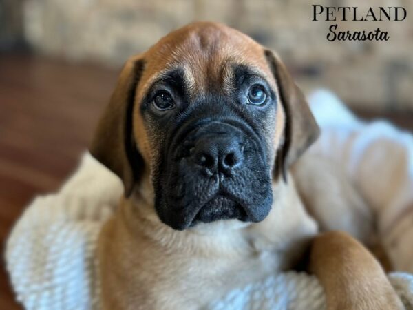 [#28689] Red Fawn Male Bullmastiff Puppies for Sale