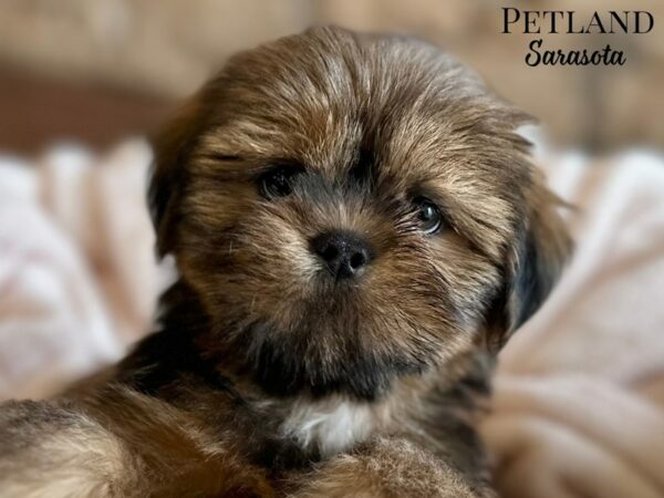 [#28685] Red Gold / White Female Lhasa Apso Puppies for Sale