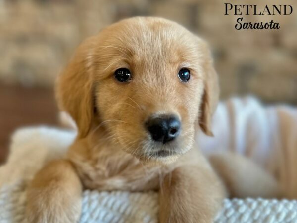 [#28692] Golden Male Golden Retriever Puppies for Sale