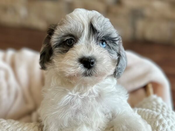 [#28693] Blue Merle / White Female Daisy Dog Puppies for Sale